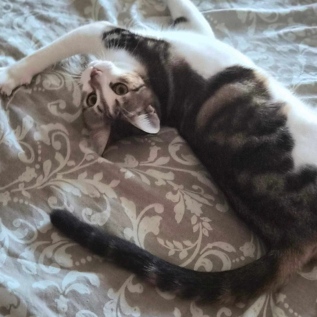 Pookie a rejoint le concours — aidez-le/la à gagner de superbes lots ! animal, bed, bedspread, black, cat, curious, domestic, ears, feline, gray, indoor, pattern, pet, playful, relaxed, soft, stretching, tail, whiskers, white