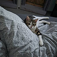 Pookie a rejoint le concours — aidez-le/la à gagner de superbes lots ! animal, bed, bedding, cat, comfort, cozy, curious, cute, fabric, feline, gray, home, indoor, patterned, paw, pet, relaxed, resting, soft, white