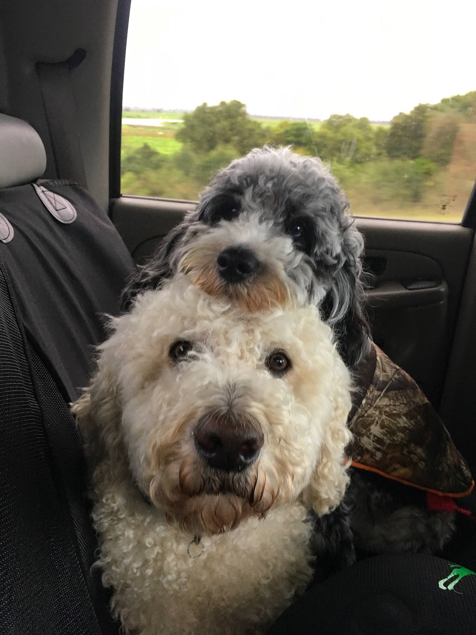 Blaze is registered to the contest to win money with this photo: canidae, carnivore, companion_dog, dog, dog_breed, glen_of_imaal_terrier, goldendoodle, irish_soft_coated_wheaten_terrier, mammal, non_sporting_group, old_english_sheepdog, poodle_crossbreed, pumi, rare_breed_dog, schnoodle, small_terrier, sporting_group, sporting_lucas_terrier, terrier, vertebrate