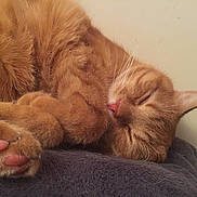 Jo participe au concours pour gagner de l'argent avec cette photo : cat, sleeping, ginger, feline, paw, pink_paw_pads, fur, cozy, resting, indoor, blanket, cute, animal, pet, whiskers, close_up, relaxed, soft, warm, peaceful