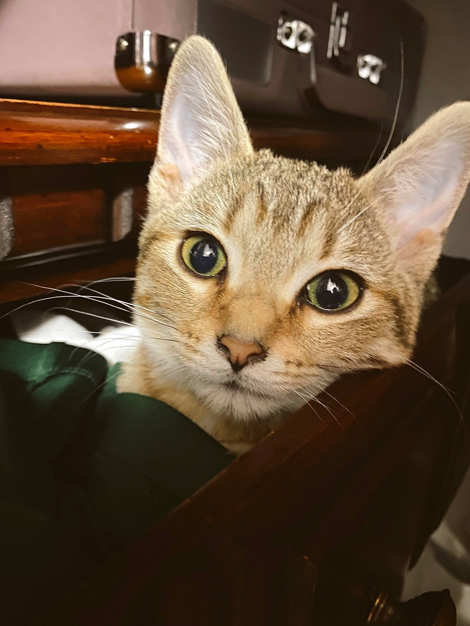 Delilah is registered to the contest to win money with this photo: carnivore, cat, domestic_short_haired_cat, ear, felidae, fur, metal, paw, photo_caption, small_to_medium_sized_cats, snout, whiskers, wood