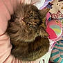 cat, tabby_cat, fluffy, pet, indoor, cushion, pink, anime_pillow, plush_toy, cozy, cute, sleeping_area, soft_texture, bedroom, comfort, animal, domestic_cat, resting, feline, colorful