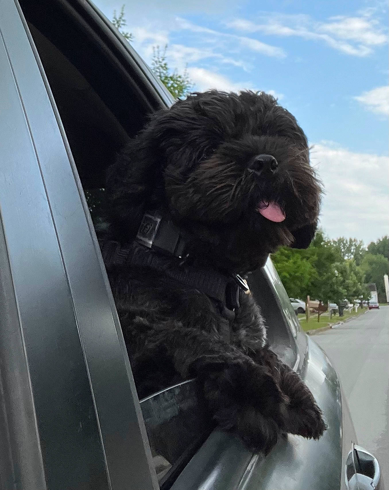 Little Dude joined the competition — help win amazing prizes! auto_part, automotive_design, automotive_exterior, automotive_lighting, automotive_mirror, automotive_tire, car, carnivore, cloud, companion_dog, dog, dog_breed, hood, motor_vehicle, personal_luxury_car, sky, tints_and_shades, toy_dog, vehicle, vehicle_door