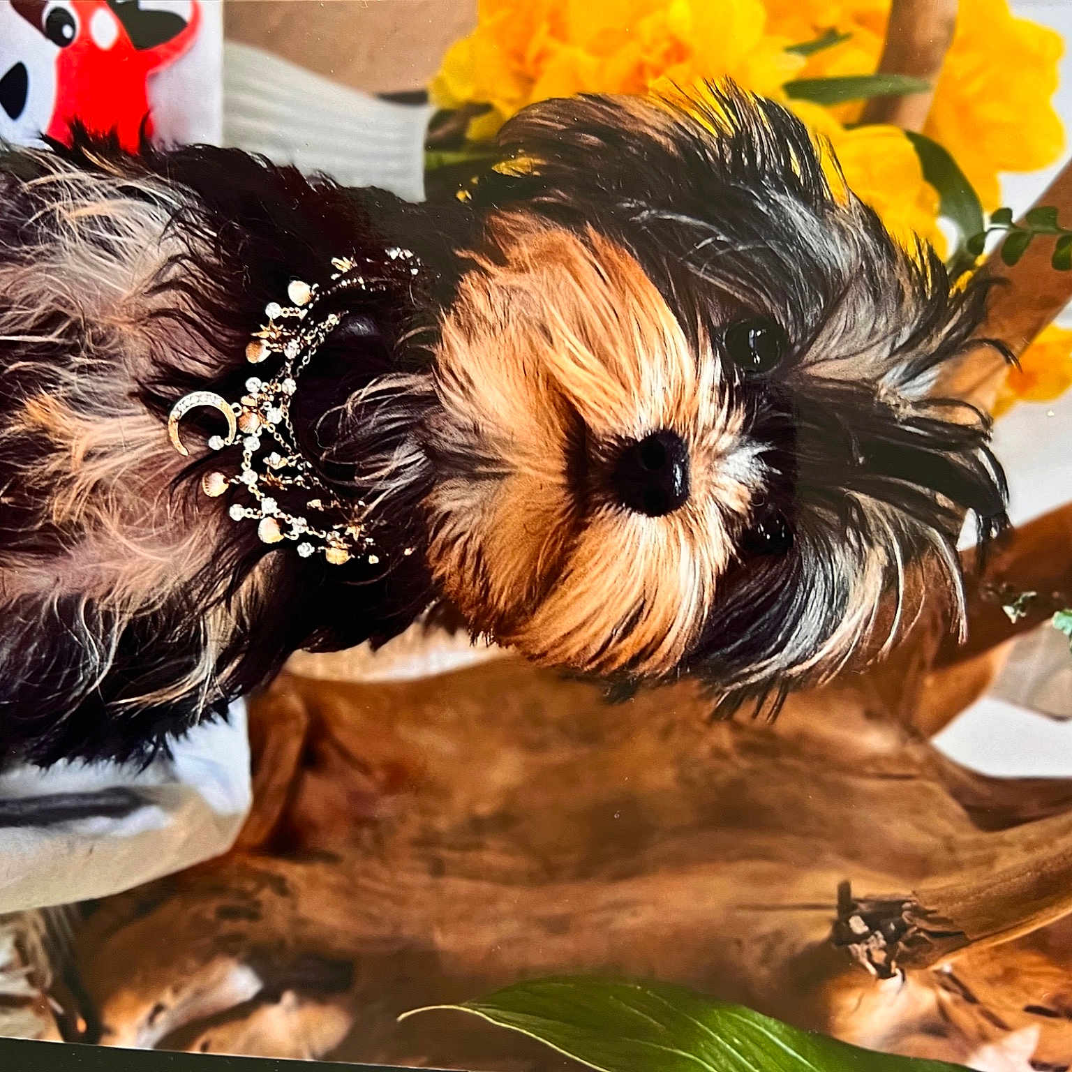 Wendy participe au concours pour gagner de l'argent avec cette photo : art, canidae, companion_dog, dog_breed, event, eyelash, fashion_accessory, fawn, fur, petal, plant, stuffed_toy, tail, toy, toy_dog, visual_arts, whiskers