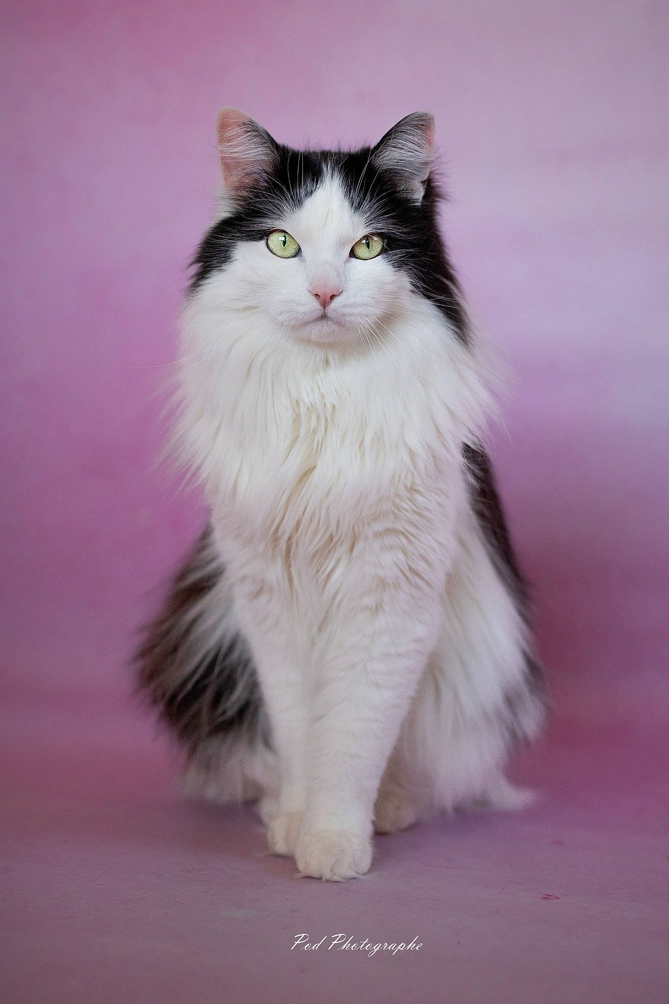 Maky a rejoint le concours — aidez-le/la à gagner de superbes lots ! art, automotive_lighting, british_longhair, carnivore, cat, domestic_short_haired_cat, felidae, foot, fur, iris, paw, sitting, small_to_medium_sized_cats, snout, tail, terrestrial_animal, whiskers