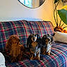 animal, blanket, companion, couch, cozy, cute, dachshund, dog, domestic, fur, indoor, living_room, mirror, pet, plaid, plant, relaxing, sitting, three, window