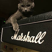 Small Fry is registered to the contest to win money with this photo: cat, gray_cat, amplifier, marshall, music_equipment, paw, electronics, indoor, pet, feline, closeup, dark_background, knobs, sound_control, audio, speaker, texture, leather, metal, relaxing_cat