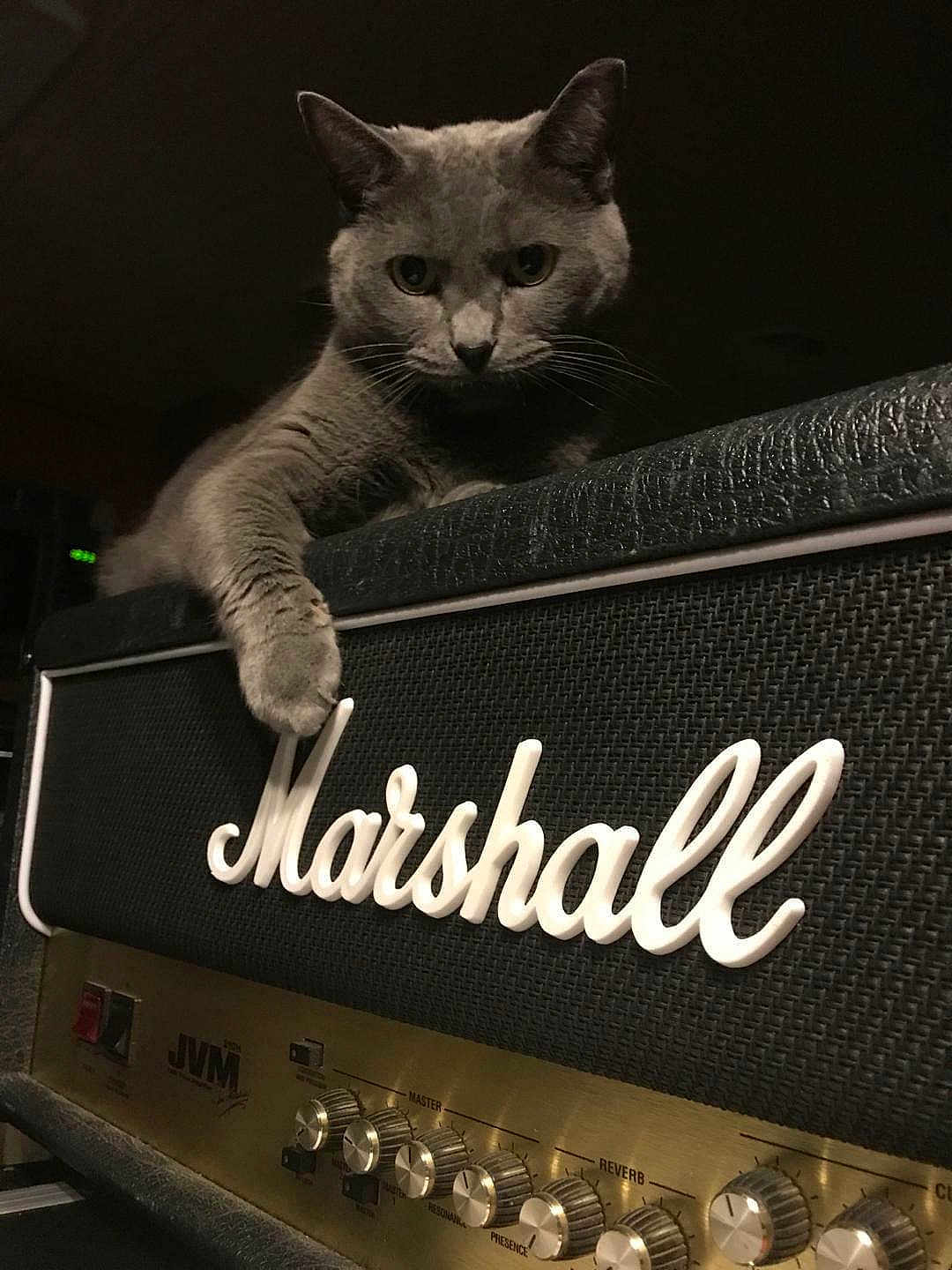 Small Fry is registered to the contest to win money with this photo: cat, gray_cat, amplifier, marshall, music_equipment, paw, electronics, indoor, pet, feline, closeup, dark_background, knobs, sound_control, audio, speaker, texture, leather, metal, relaxing_cat