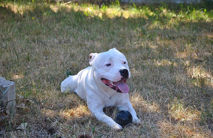 Patton participe au concours pour gagner de l'argent avec cette photo : american_bulldog, american_pit_bull_terrier, american_staffordshire_terrier, canidae, carnivore, companion_dog, cordoba_fighting_dog, dog, dog_breed, dogo_argentino, dogo_guatemalteco, mammal, non_sporting_group, pit_bull, rare_breed_dog, snout, sporting_group, staffordshire_bull_terrier, valley_bulldog, vertebrate