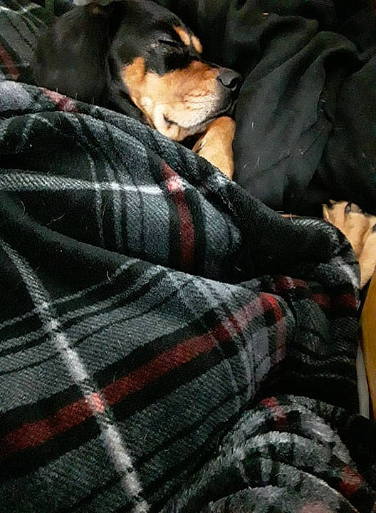 Ari joined the competition — help win amazing prizes! bed, bedding, black, carnivore, comfort, companion_dog, dog, dog_breed, duvet, felidae, fur, grey, guard_dog, linens, pattern, plaid, small_to_medium_sized_cats, tartan, textile, whiskers