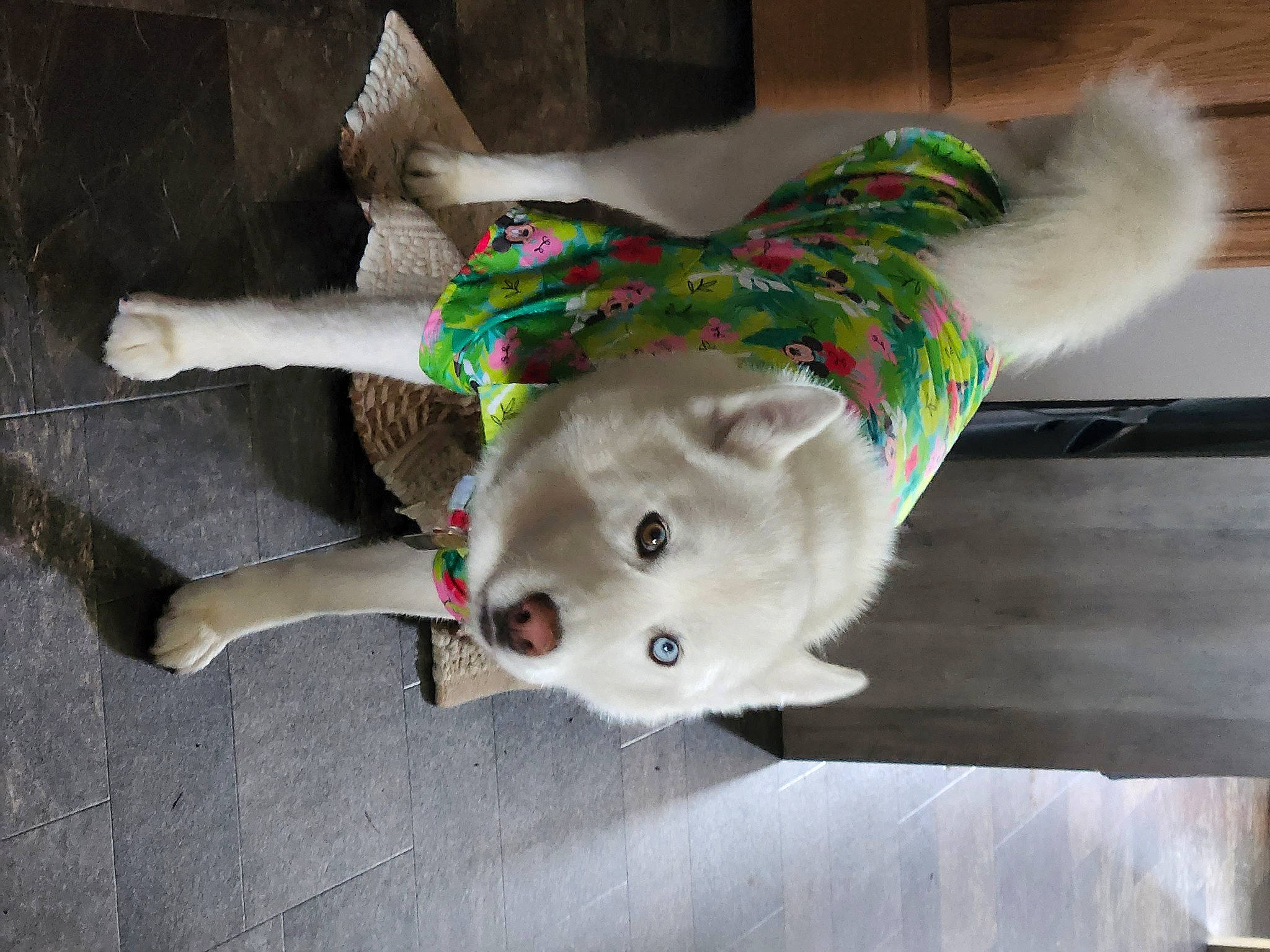 Jack joined the competition — help win amazing prizes! art, canidae, carnivore, collar, companion_dog, dog, dog_breed, fawn, feather, flooring, fur, natural_material, snout, sporting_group, tail, toy, visual_arts, whiskers, wood, working_animal