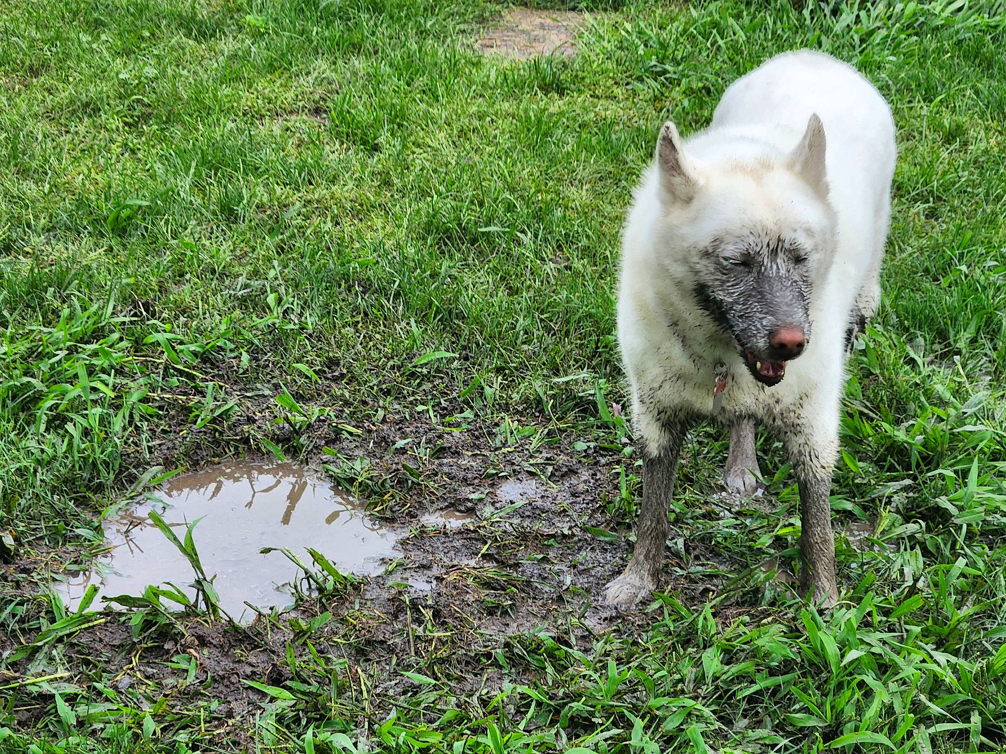 Jack is registered to the contest to win money with this photo: carnivore, companion_dog, dog_breed, fur, goats, grass, grassland, grazing, groundcover, livestock, non_sporting_group, pasture, sheep, sporting_group, tail, terrestrial_animal, working_animal