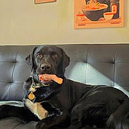 Monet a rejoint le concours — aidez-le/la à gagner de superbes lots ! dog, black_dog, pet, couch, sofa, leather, paw, collar, dog_tag, treat, chew, indoor, wall_art, cat_poster, noodles_poster, sunlight, shadow, portrait, looking_at_camera, relaxed