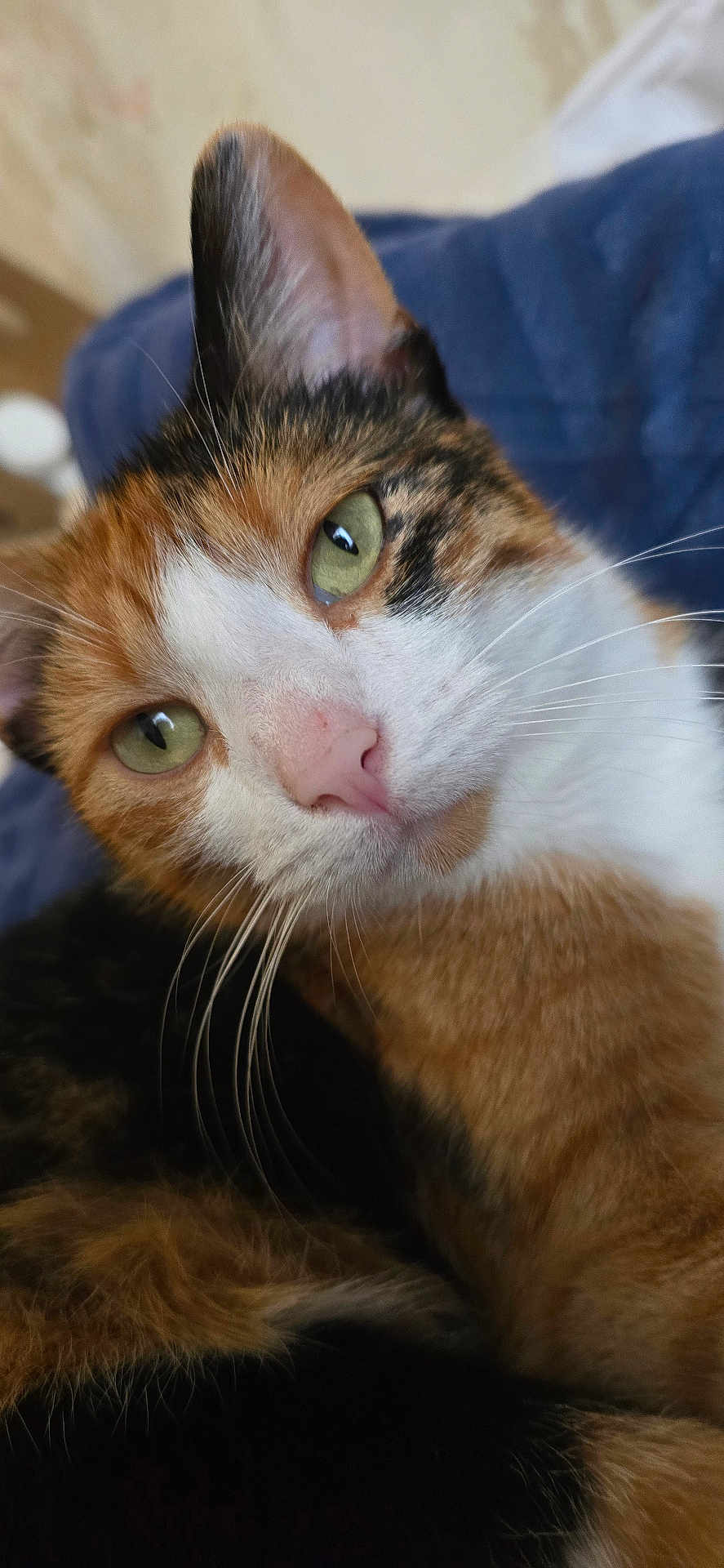 Princess a rejoint le concours — aidez-le/la à gagner de superbes lots ! cat, calico_cat, close_up, whiskers, green_eyes, pink_nose, fur, ear, feline, pet, portrait, indoor, cozy, bedding, fur_pattern, macro, soft_texture, curious, eye_reflection, relaxed