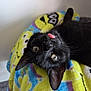 black_cat, cat, pet, animal, playful, tongue_out, curious_eyes, upside_down, blanket, colorful, cozy, indoor, whiskers, fur, cute, domestic_cat, close_up, resting, soft_texture, funny
