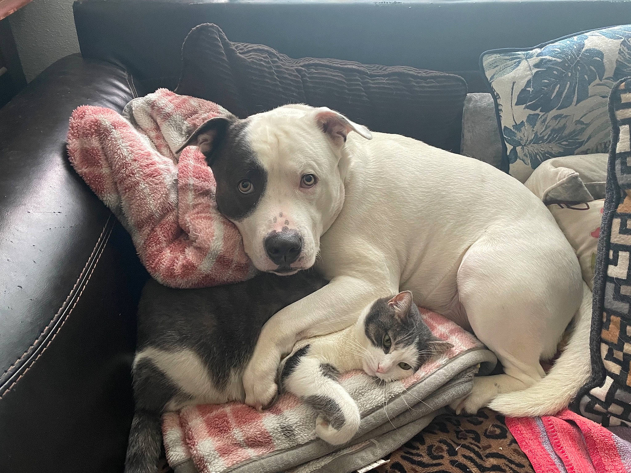 Smokey joined the competition — help win amazing prizes! bored, canidae, carnivore, comfort, companion_dog, couch, dog, dog_breed, dog_supply, fawn, nap, non_sporting_group, paw, puppy, snout, sporting_group, toy_dog, working_animal