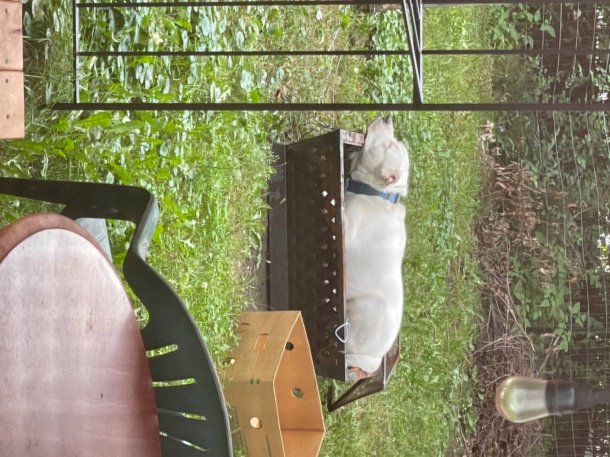 Smokey is registered to the contest to win money with this photo: cage, carnivore, chair, felidae, grass, hardwood, house, metal, outdoor_furniture, pattern, plant, room, small_to_medium_sized_cats, tail, textile, tints_and_shades, toy, tree, wood, wood_stain