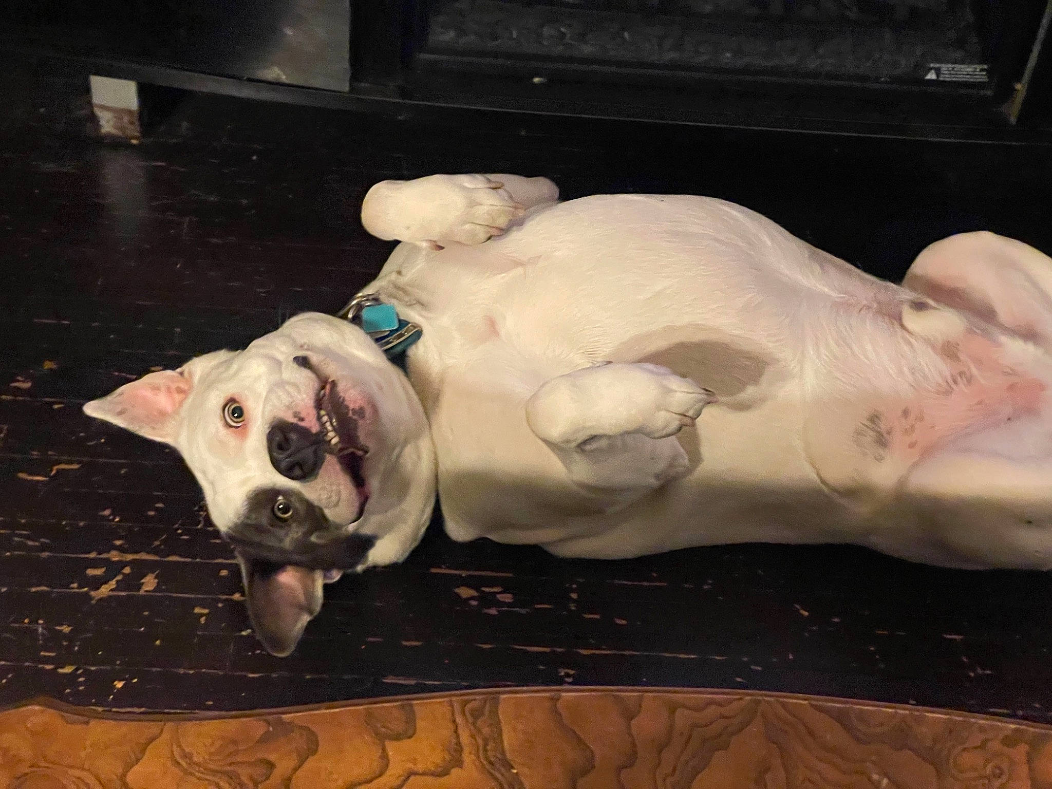 Smokey joined the competition — help win amazing prizes! art, bulldog, canidae, carnivore, chest, companion_dog, dog, dog_breed, dogo_argentino, fawn, flesh, metal, molosser, non_sporting_group, sculpture, sporting_group, tail, visual_arts, whiskers, working_animal