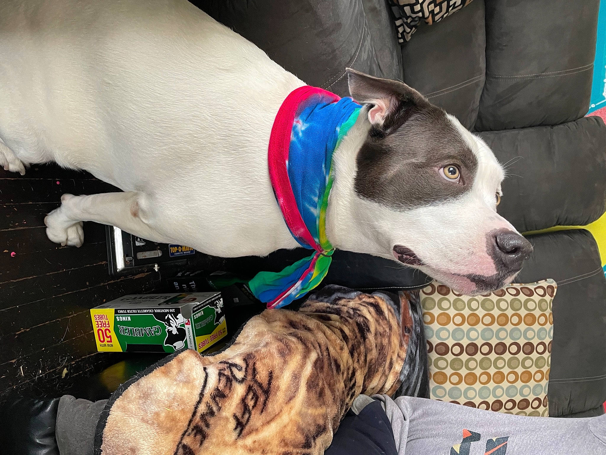 Smokey joined the competition — help win amazing prizes! carmine, carnivore, collar, companion_dog, dog, dog_breed, dog_clothes, dog_collar, dog_supply, fur, non_sporting_group, pattern, pet_supply, working_animal