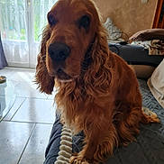 Oslo participe au concours pour gagner de l'argent avec cette photo : animal, blanket, companion, couch, cozy, curtains, daylight, dog, furniture, glass_door, golden_brown, home, indoor, living_room, long_fur, pet, relaxed, tile_floor, wavy_fur, window