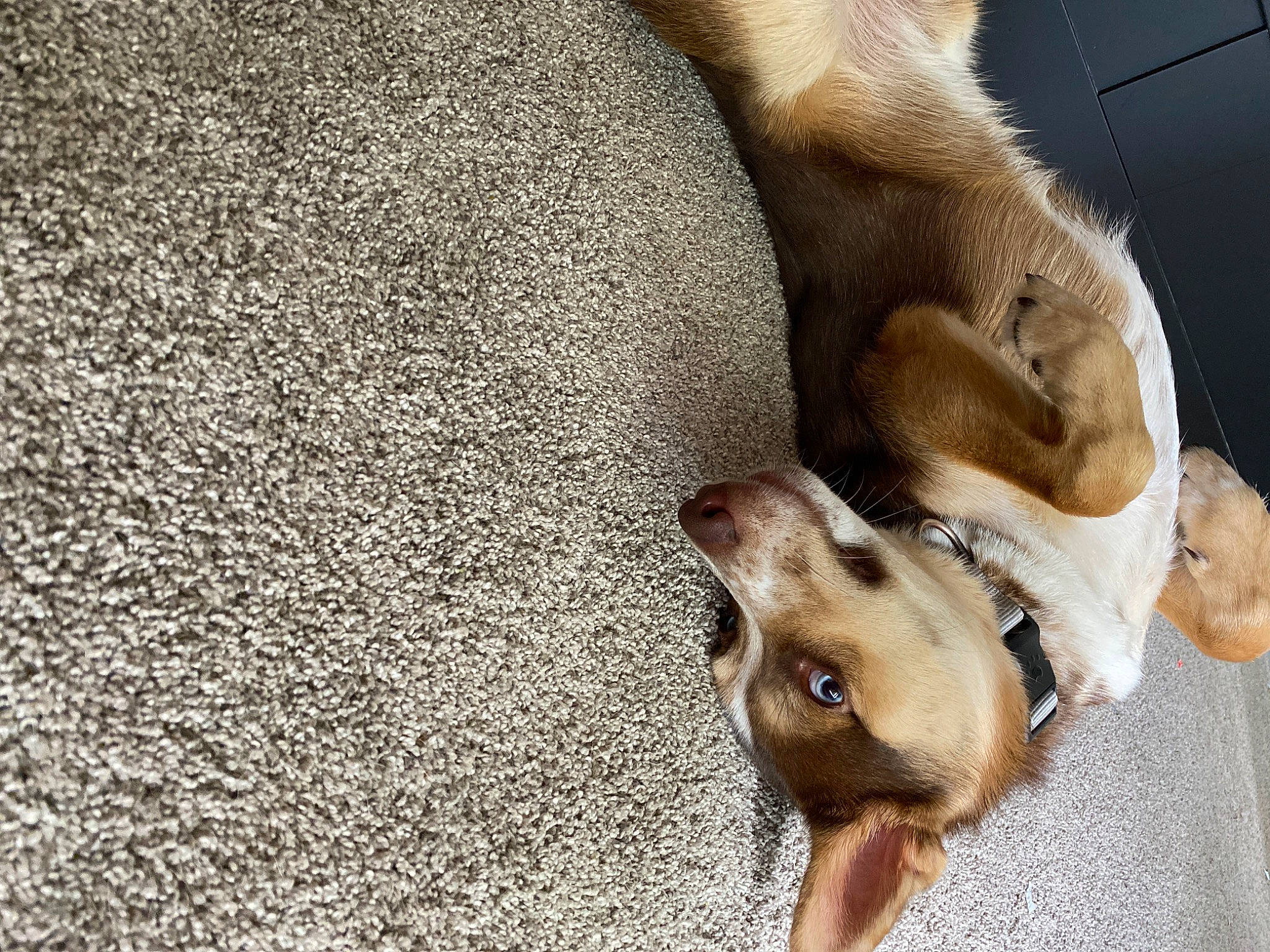 Bukka joined the competition — help win amazing prizes! canidae, carnivore, cat, dog, dog_breed, fawn, flooring, fur, mammal, paw, snout, tail, whiskers