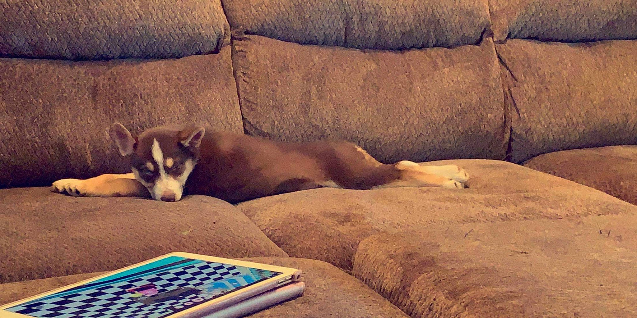 Bukka is registered to the contest to win money with this photo: canidae, carnivore, comfort, couch, dog, dog_breed, mammal, nap, puppy, room, siberian_husky