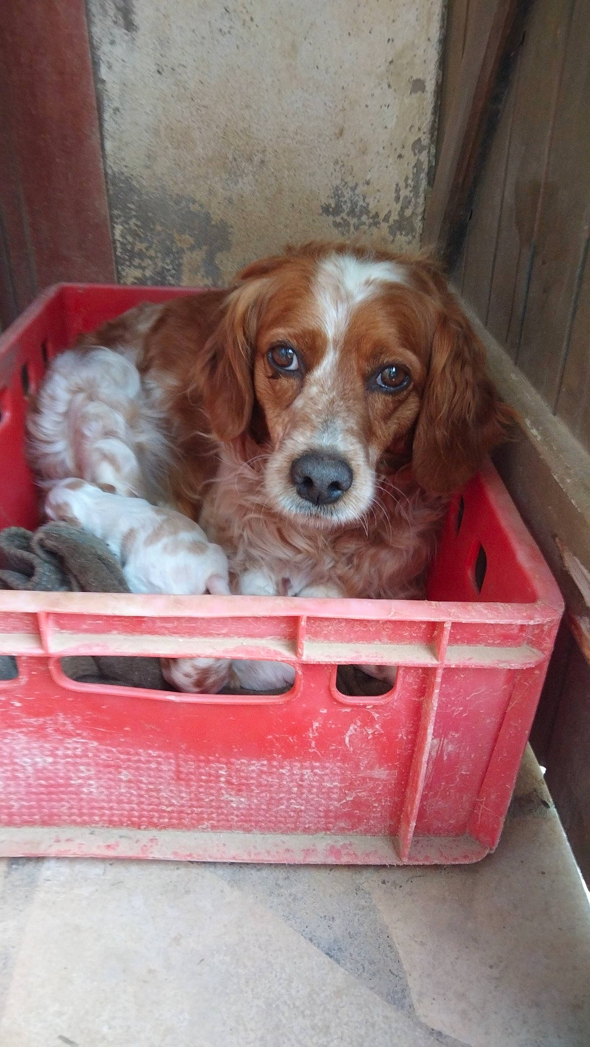 Mimosa participe au concours pour gagner de l'argent avec cette photo : automotive_exterior, canidae, carnivore, cavalier_king_charles_spaniel, companion_dog, dog, dog_breed, dog_supply, door, fawn, fur, liver, pet_supply, puppy, snout, spaniel, sporting_group, wood, working_animal