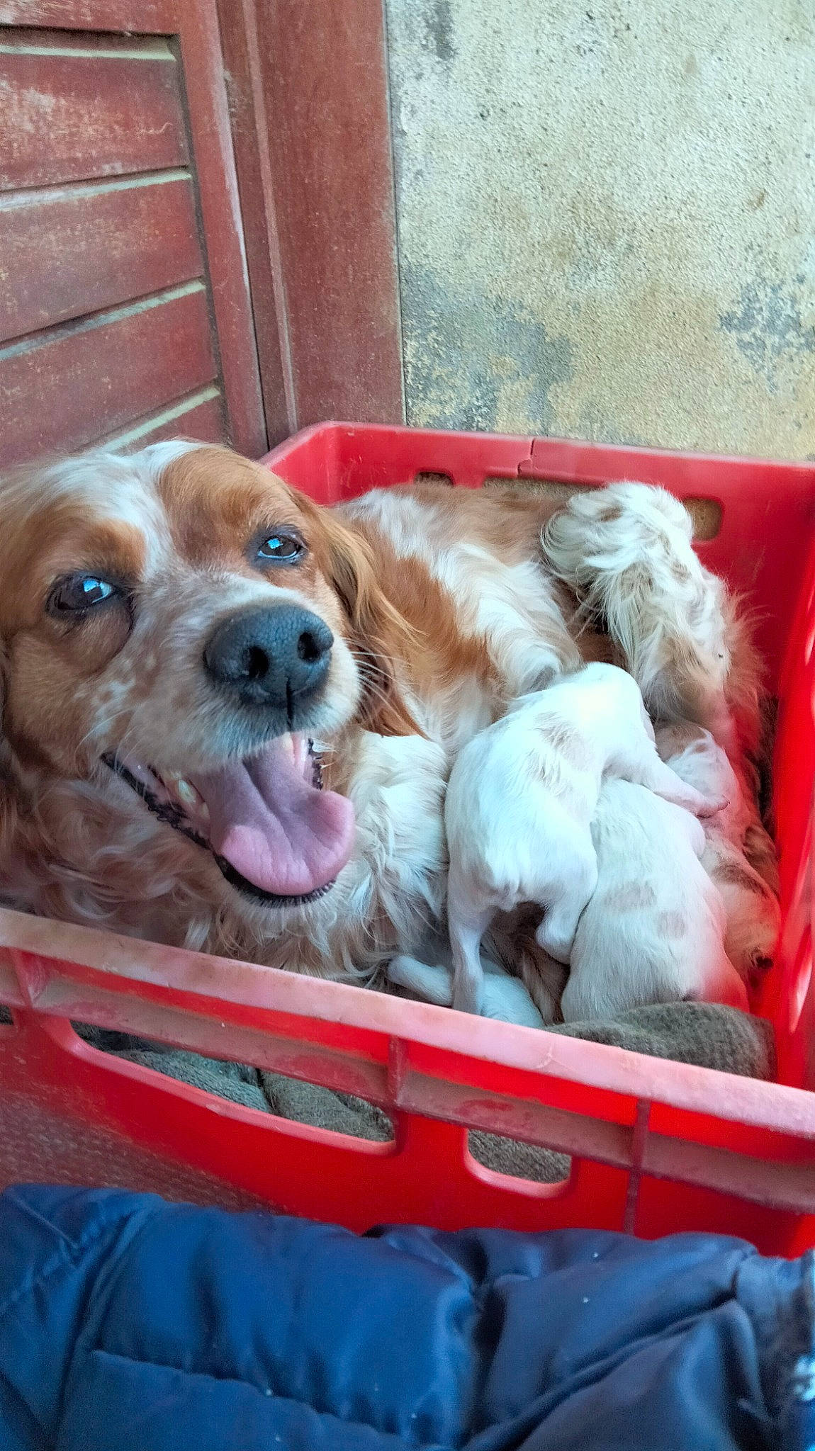 Mimosa participe au concours pour gagner de l'argent avec cette photo : canidae, carnivore, collar, companion_dog, dog, dog_breed, dog_supply, door, fawn, fur, hound, liver, motor_vehicle, pet_supply, retriever, snout, sporting_group, whiskers, wood, working_animal