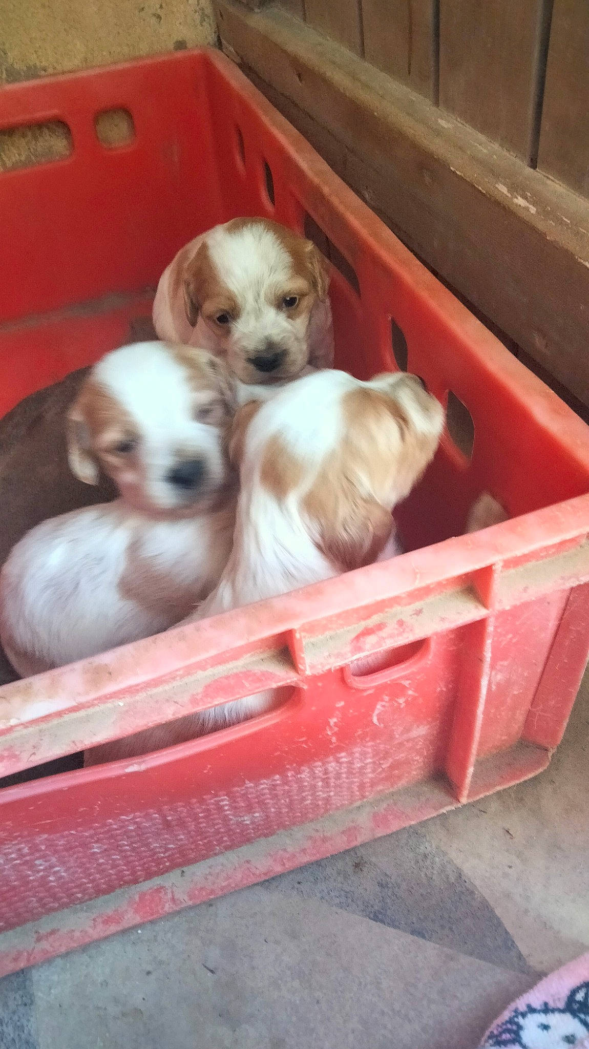 Tokyo a rejoint le concours — aidez-le/la à gagner de superbes lots ! basket, canidae, carnivore, companion_dog, dog, dog_breed, dog_crate, dog_supply, fawn, liver, non_sporting_group, paw, pet_supply, puppy, puppy_love, sporting_group, toy_dog, wood, working_animal