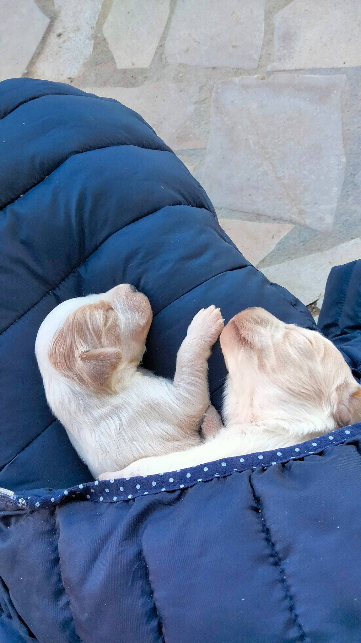 Tokyo participe au concours pour gagner de l'argent avec cette photo : bedding, canidae, comfort, companion_dog, dog_breed, electric_blue, fawn, felidae, foot, fur, human_leg, linens, mammal, nap, sitting, small_to_medium_sized_cats, sporting_group, textile, whiskers, wrinkle