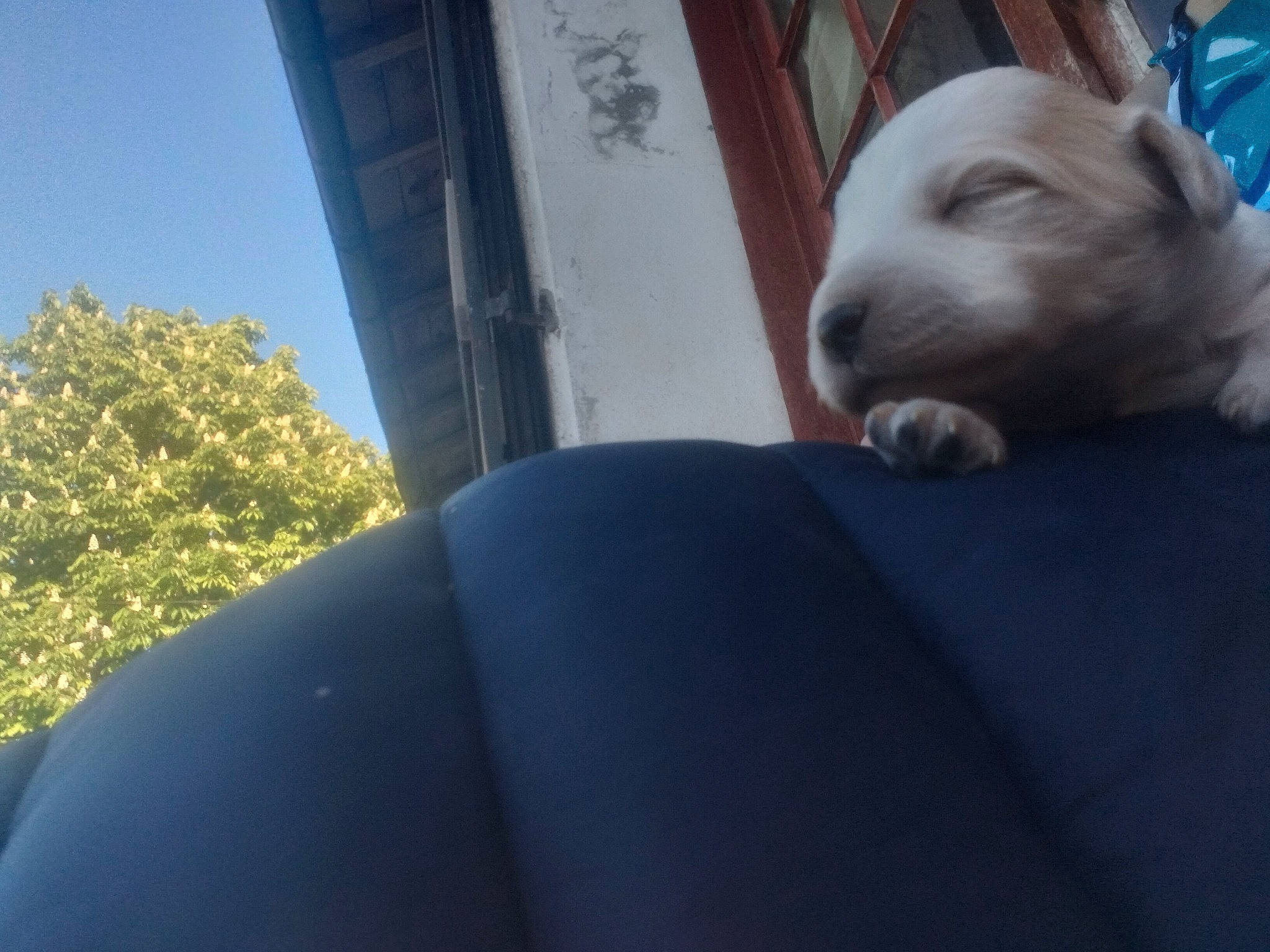 Tokyo participe au concours pour gagner de l'argent avec cette photo : building, canidae, carnivore, comfort, companion_dog, dog, dog_breed, electric_blue, felidae, fur, paw, shade, sky, small_to_medium_sized_cats, sporting_group, tints_and_shades, tree, vehicle_door, whiskers, wrinkle