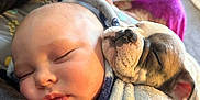 Bryson joined the competition — help win amazing prizes! animal, baby, blanket, bulldog, canine, dog, face, frenchbulldog, head, hound, newborn, person, pet, photography, pitbull, portrait, puppy, quilt, sleeping, towel