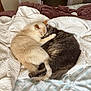 Whiskers is registered to the contest to win money with this photo: cat, two_cats, cat_cuddling, bed, blanket, quilt, sleeping, cozy, fur, tail, paw, indoor, bedroom, bedding, nap, domestic_pet, soft_texture, gray_cat, cream_cat, home