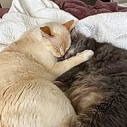 Whiskers joined the competition — help win amazing prizes! cat, cats, cuddling, sleeping, blanket, bed, cozy, fur, fluffy, cream_cat, gray_cat, pet, domestic_cat, cute, closeup, indoor, nap, paws, companion, relaxation