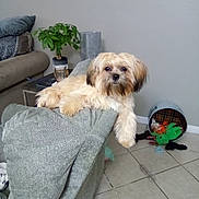 Sukie Santana is registered to the contest to win money with this photo: dog, couch, living_room, plant, toy, basket, floor, tile, furniture, pet, indoor, cozy, relaxed, animal, fur, home, laying_down, cute, looking_at_camera, domestic