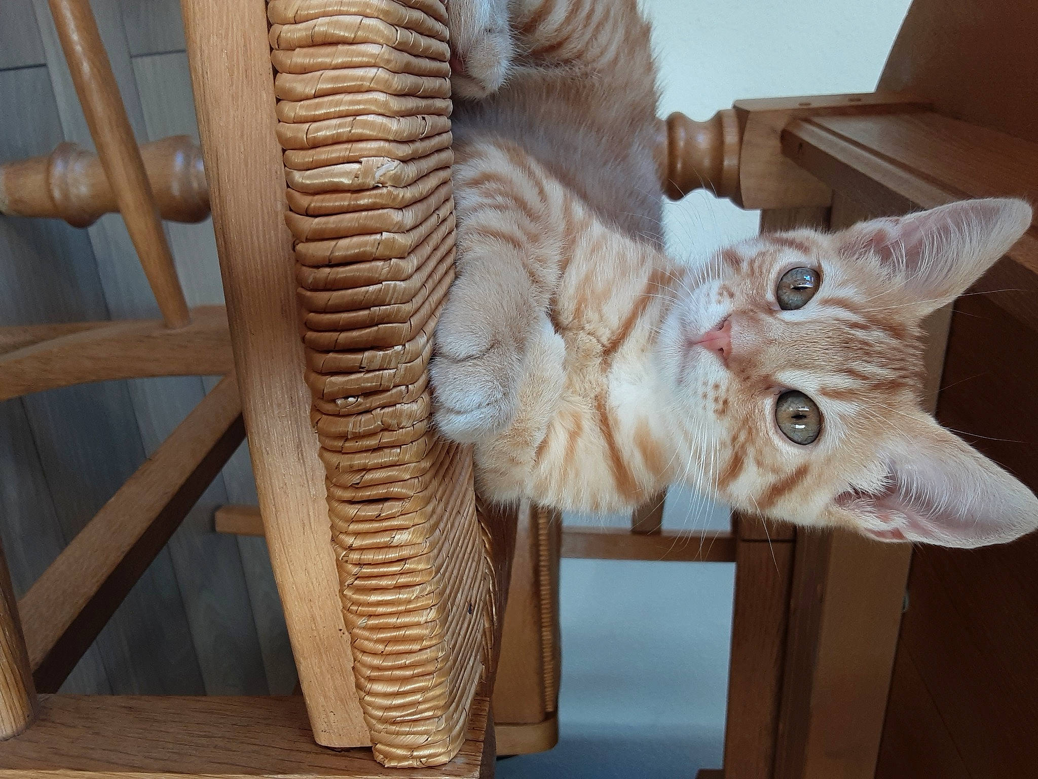 Pablo participe au concours pour gagner de l'argent avec cette photo : art, carnivore, carving, cat, comfort, domestic_short_haired_cat, fawn, felidae, flooring, fur, hardwood, sculpture, small_to_medium_sized_cats, snout, statue, tail, terrestrial_animal, whiskers, wood, working_animal