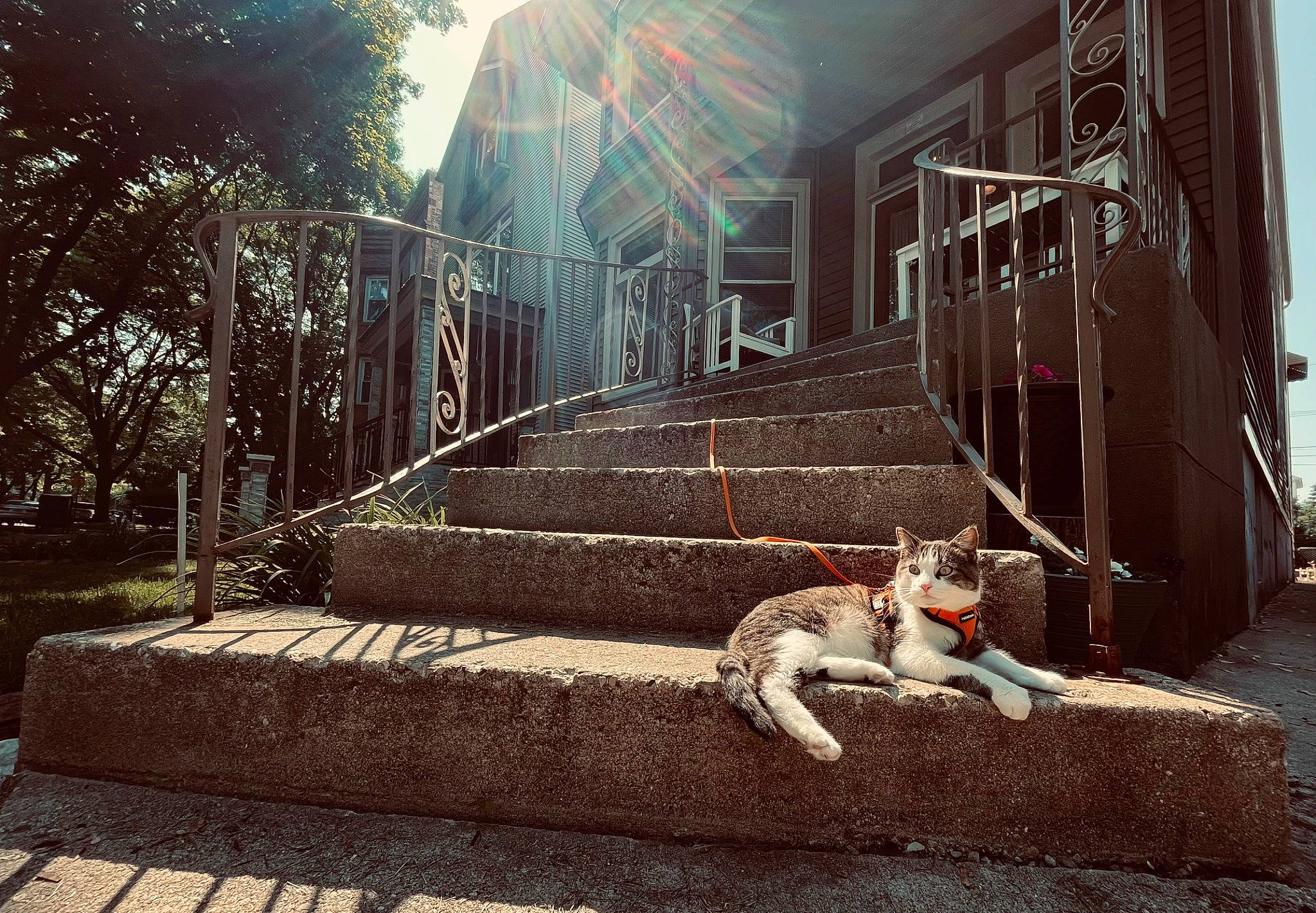 Beans is registered to the contest to win money with this photo: brick, brickwork, companion_dog, dog, dog_breed, grass, landscape, plant, road, road_surface, shadow, sidewalk, soil, stairs, sunlight, tail, tints_and_shades, tree, wall, wood