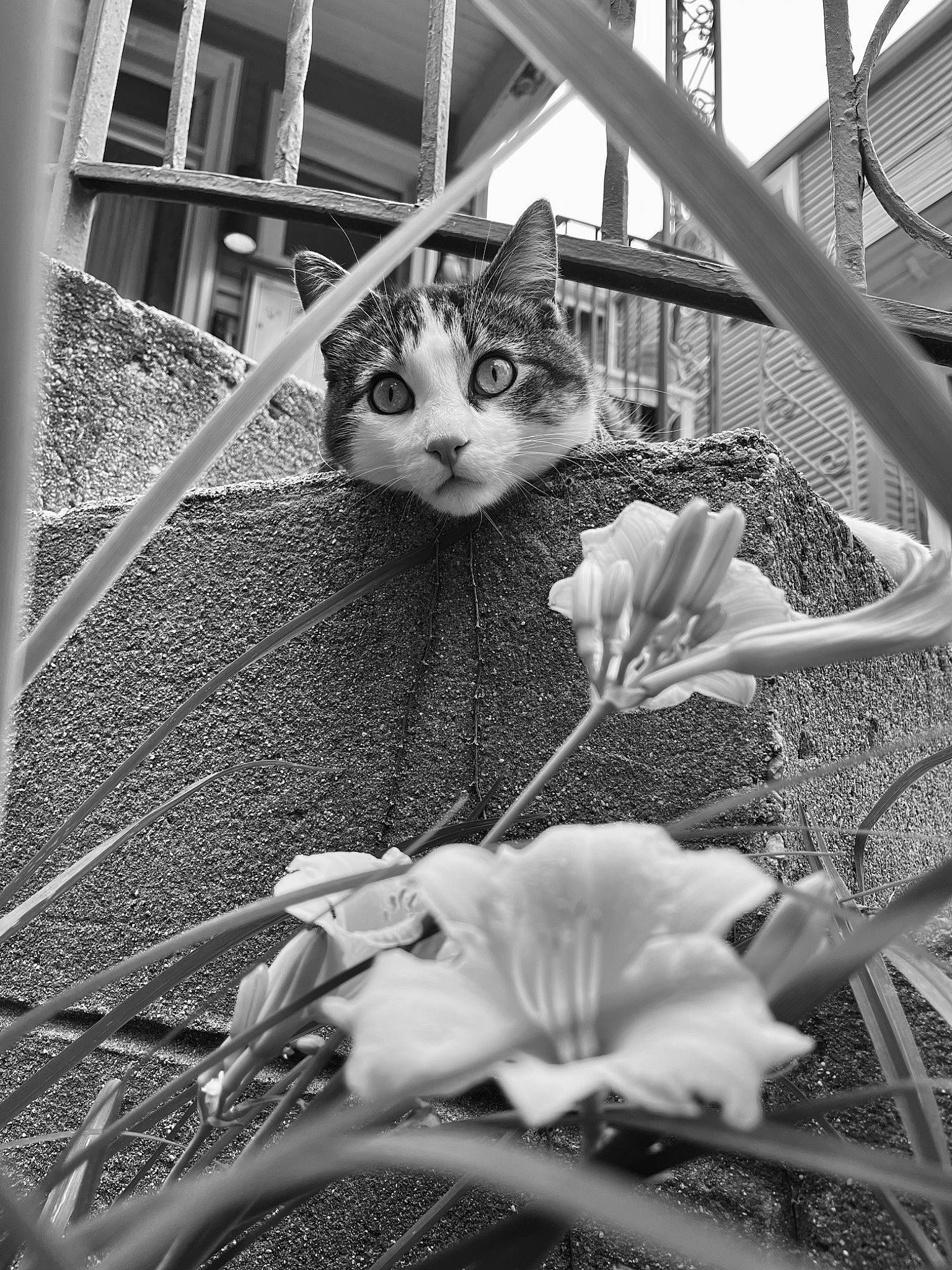 Beans is registered to the contest to win money with this photo: black, black_and_white, branch, carnivore, cat, felidae, flower, grass, grey, houseplant, monochrome, monochrome_photography, petal, photograph, plant, style, terrestrial_plant, twig, whiskers, white
