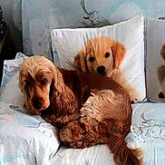 Isis a rejoint le concours — aidez-le/la à gagner de superbes lots ! animal, beige, brown, companion, couch, cozy, cute, decor, dog, fabric, fur, home, indoor, long_hair, pattern, pet, pillow, portrait, relaxing, resting