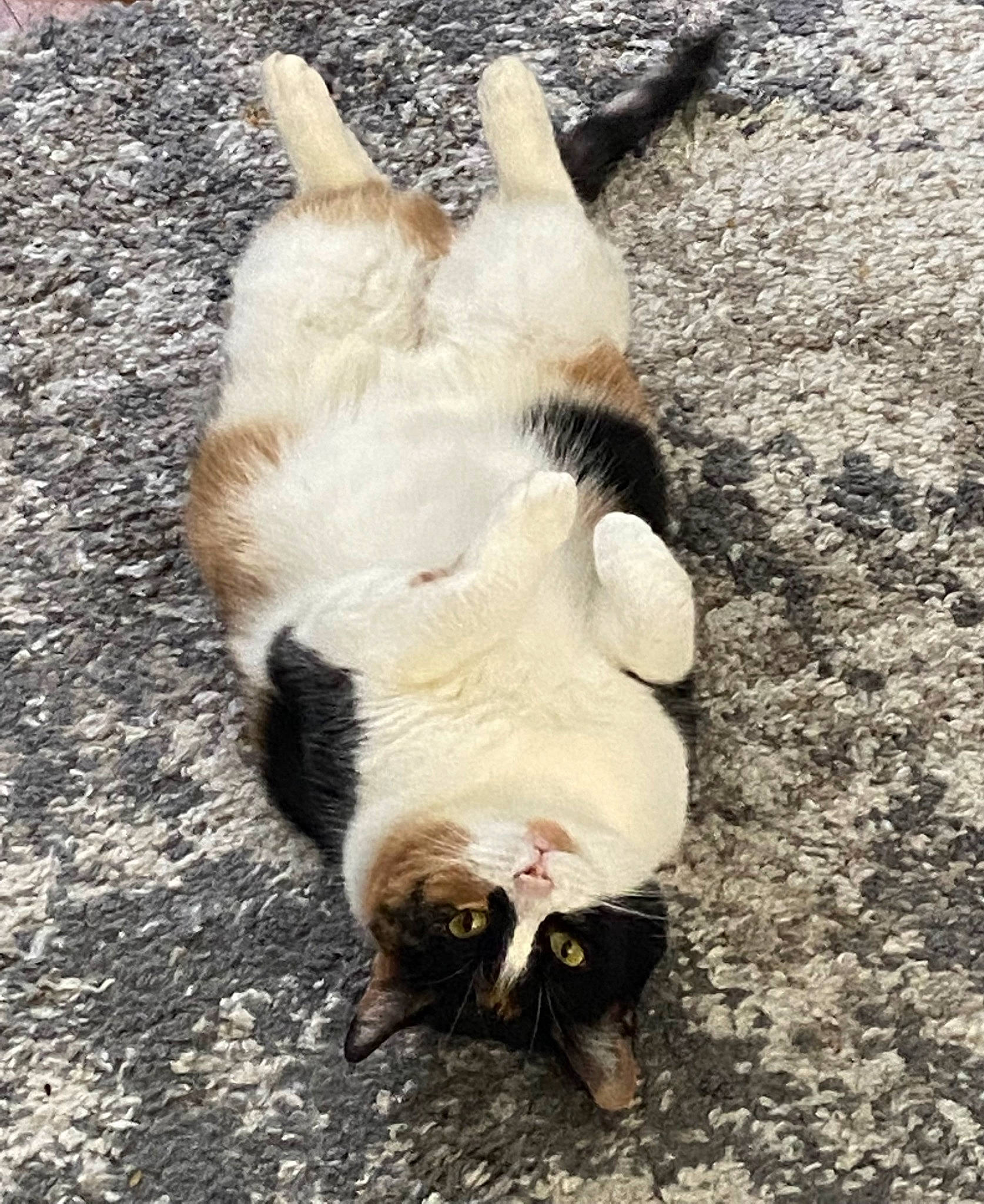 Cheetah joined the competition — help win amazing prizes! asphalt, canidae, carnivore, cat, claw, companion_dog, dog_breed, domestic_short_haired_cat, eye, fawn, felidae, fur, paw, road_surface, small_to_medium_sized_cats, snout, soil, tail, terrestrial_animal, whiskers