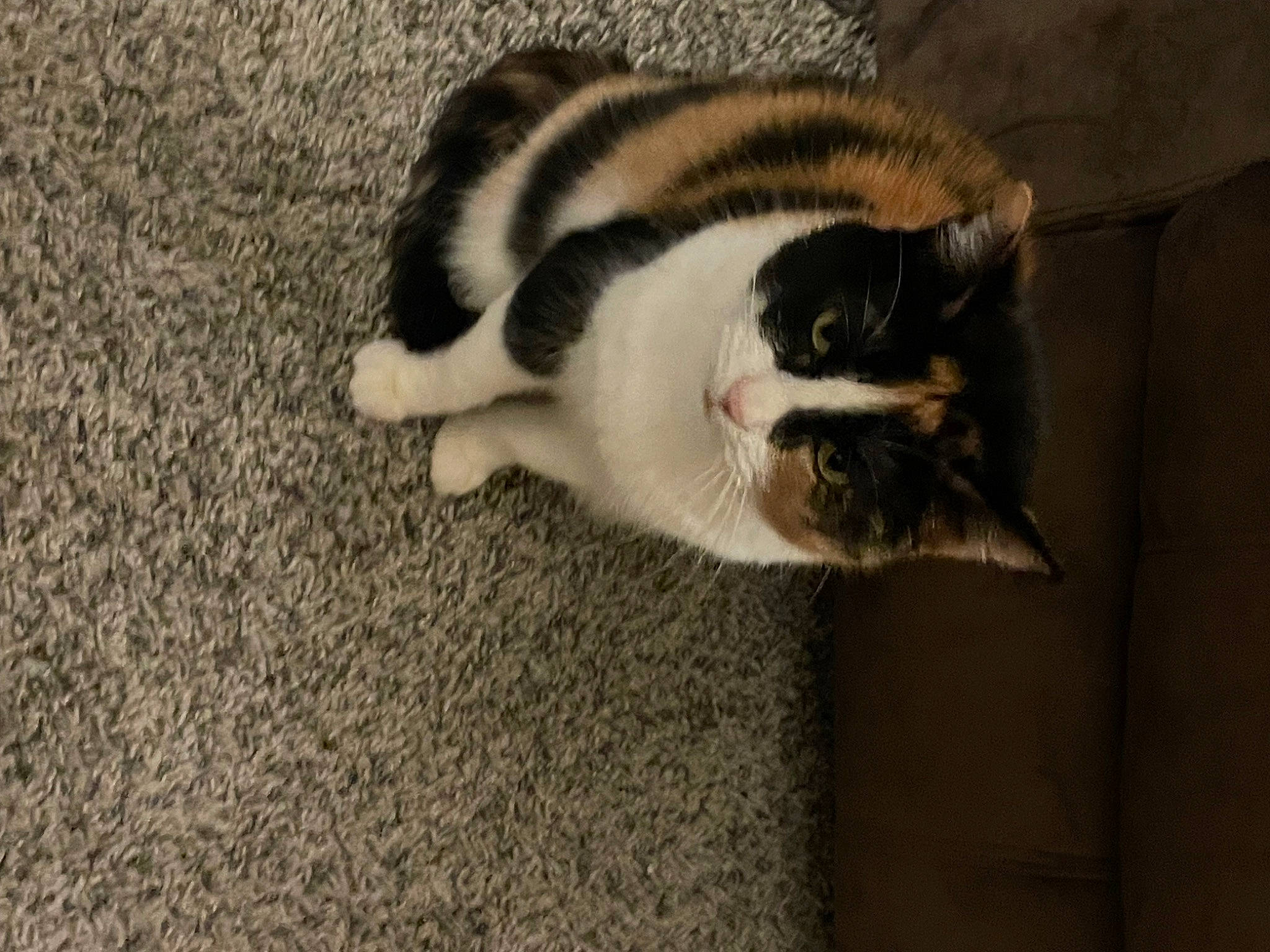 Cheetah is registered to the contest to win money with this photo: carnivore, carpet, cat, domestic_short_haired_cat, felidae, flooring, fur, paw, small_to_medium_sized_cats, snout, tail, terrestrial_animal, whiskers, wildlife, wood