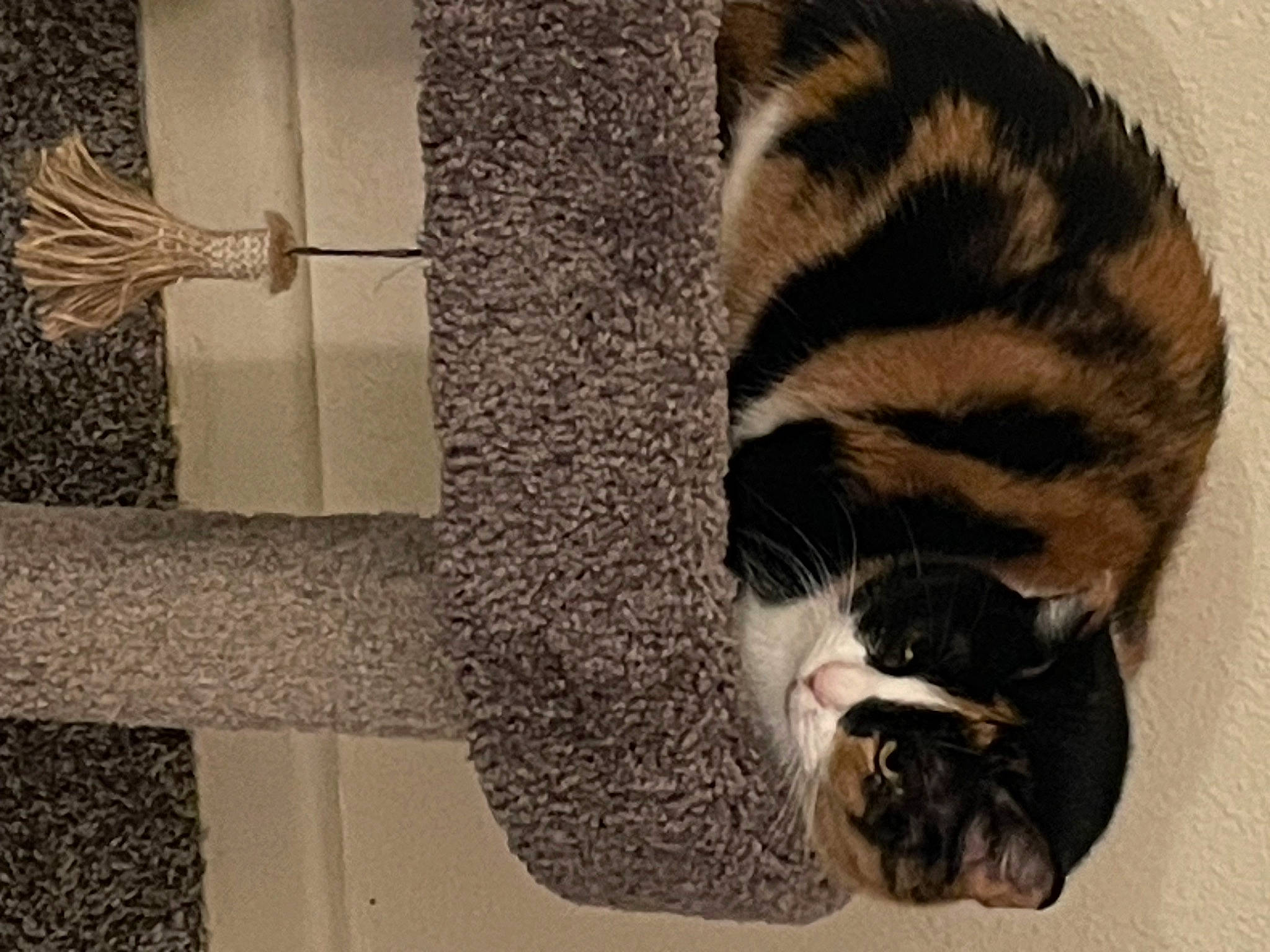 Cheetah is registered to the contest to win money with this photo: carnivore, cat, comfort, domestic_short_haired_cat, door, felidae, floor, flooring, foot, fur, pattern, paw, rectangle, small_to_medium_sized_cats, snout, tail, terrestrial_animal, whiskers, window, wood