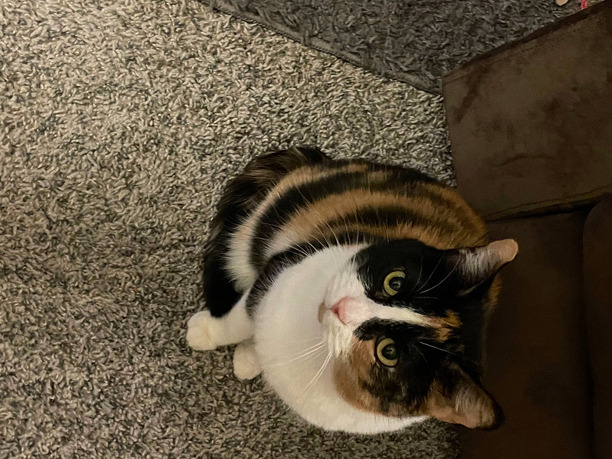 Cheetah joined the competition — help win amazing prizes! carnivore, cat, claw, domestic_short_haired_cat, eye, felidae, flooring, fur, paw, photo_caption, road_surface, small_to_medium_sized_cats, snout, tail, whiskers, window, wood