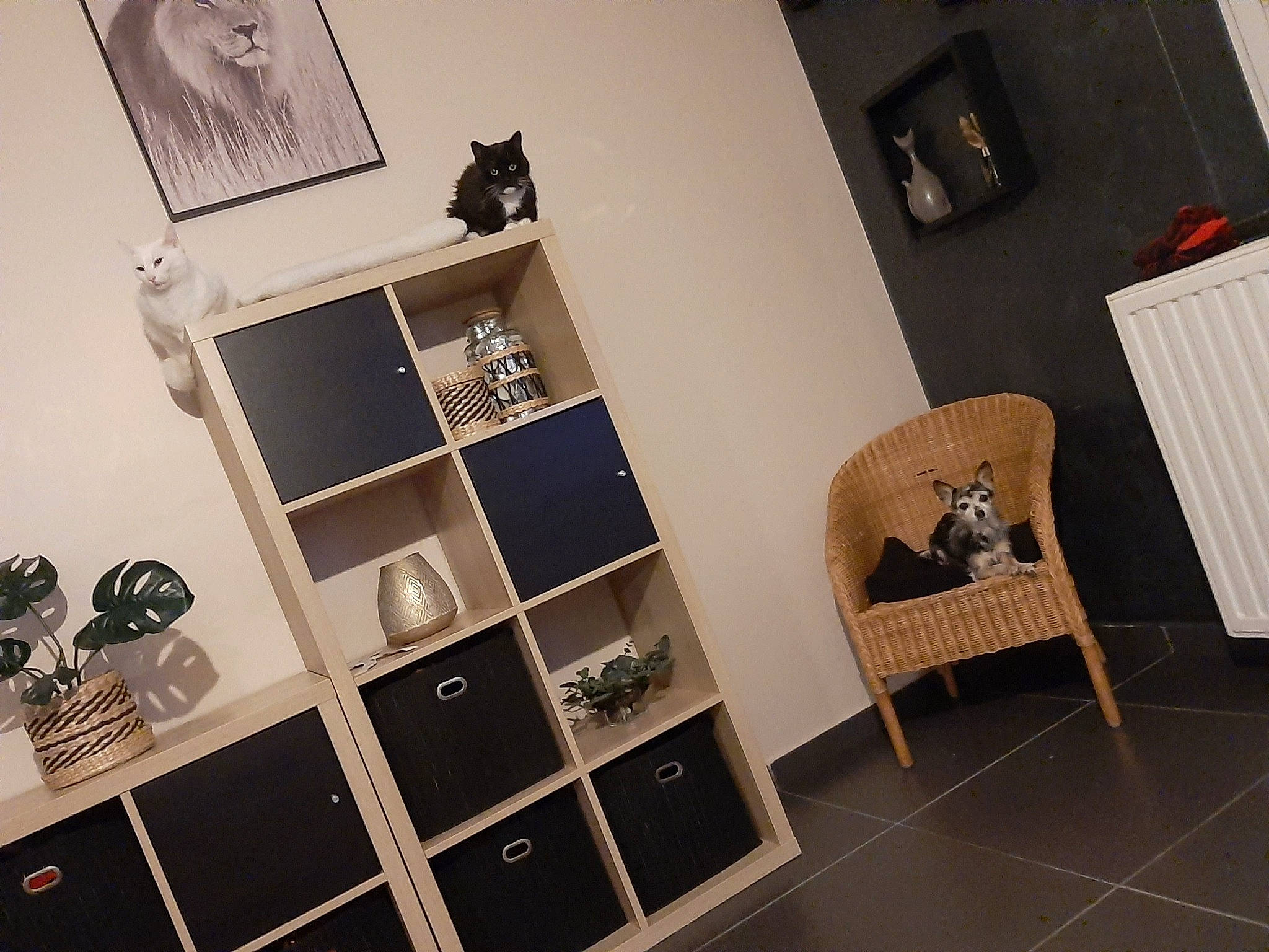 Saphir a rejoint le concours — aidez-le/la à gagner de superbes lots ! automotive_design, bedroom, bookcase, ceiling, chair, collection, comfort, drawer, eyewear, flooring, hardwood, interior_design, living_room, material_property, monochrome_photography, rectangle, room, shelf, shelving, wood