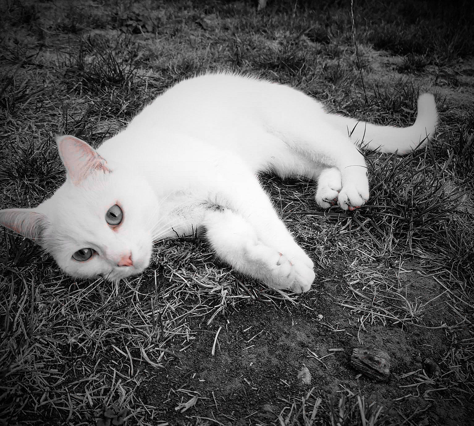 Saphir a rejoint le concours — aidez-le/la à gagner de superbes lots ! carnivore, cat, domestic_short_haired_cat, eye, fawn, felidae, fur, grass, head, monochrome, monochrome_photography, paw, plant, sky, small_to_medium_sized_cats, snout, tail, terrestrial_animal, tree, whiskers