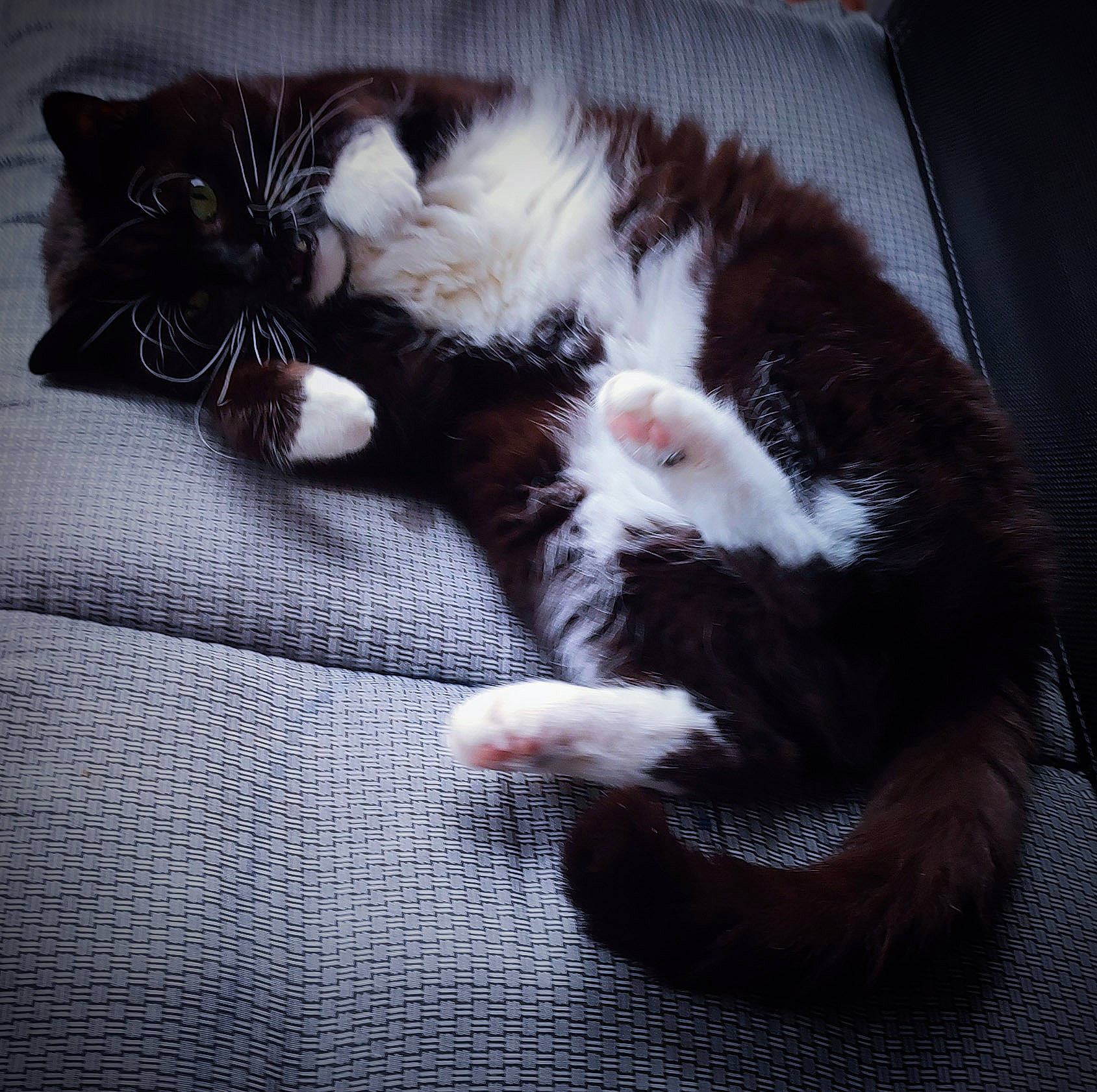 Noussa a rejoint le concours — aidez-le/la à gagner de superbes lots ! carnivore, cat, cat_supply, claw, comfort, domestic_short_haired_cat, felidae, foot, fur, human_leg, lap, nap, paw, small_to_medium_sized_cats, snout, tail, terrestrial_animal, whiskers