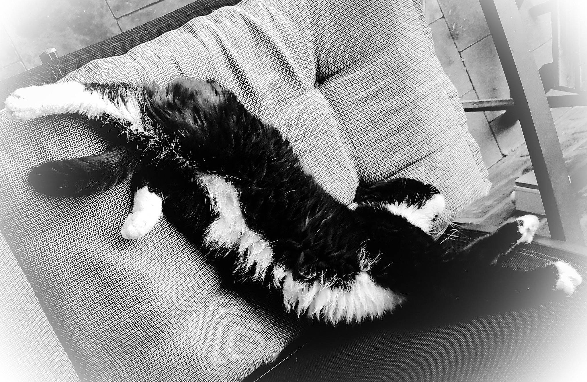 Noussa participe au concours pour gagner de l'argent avec cette photo : black_and_white, chair, elbow, eyelash, fashion_accessory, feather, foot, fur, gesture, glove, human_body, human_leg, leg, monochrome, monochrome_photography, nail, style, tints_and_shades, wing, wrist