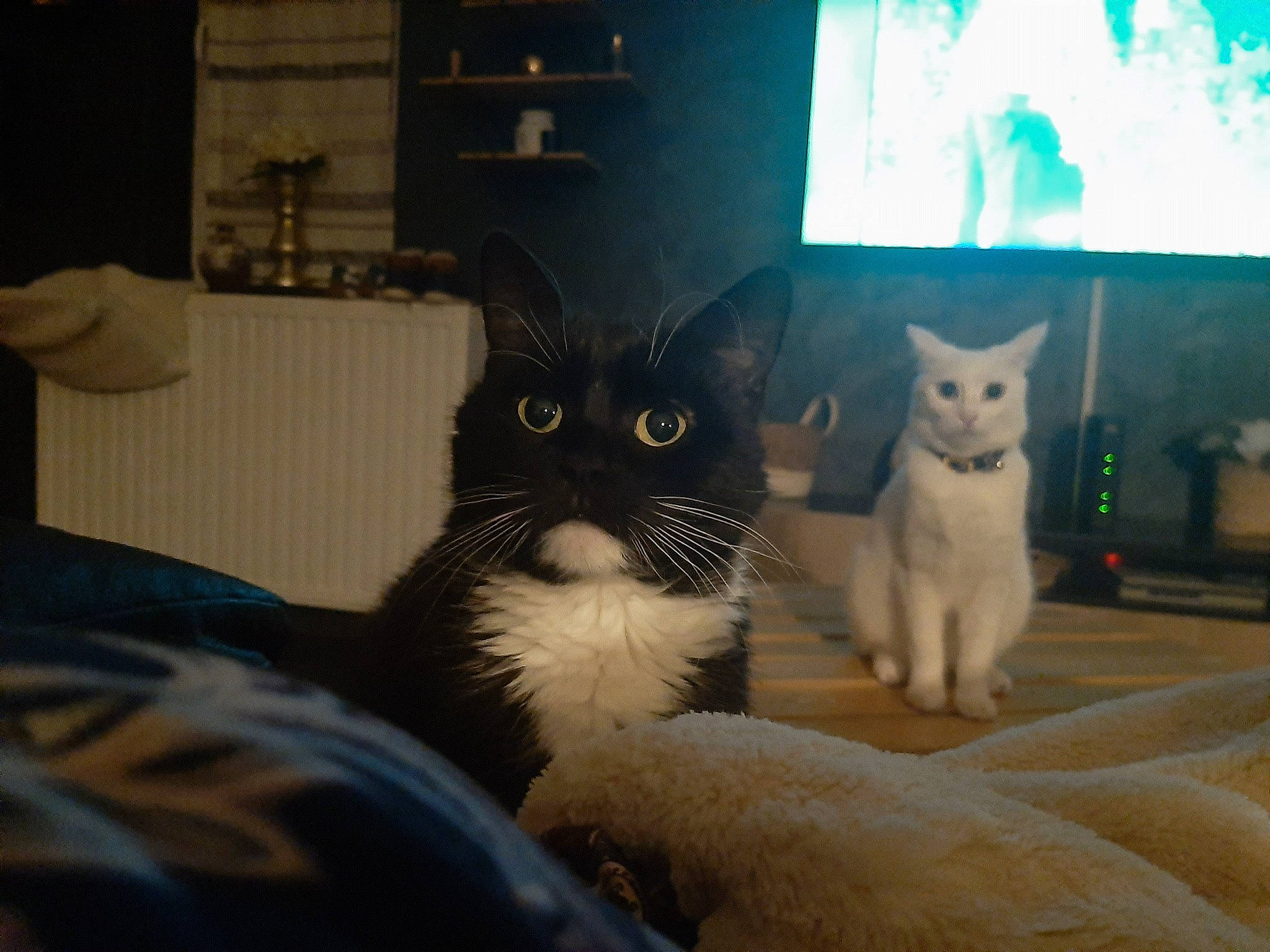 Noussa participe au concours pour gagner de l'argent avec cette photo : art, carnivore, cat, comfort, domestic_short_haired_cat, eye, felidae, fur, nap, paw, room, sitting, sky, small_to_medium_sized_cats, snout, tail, whiskers