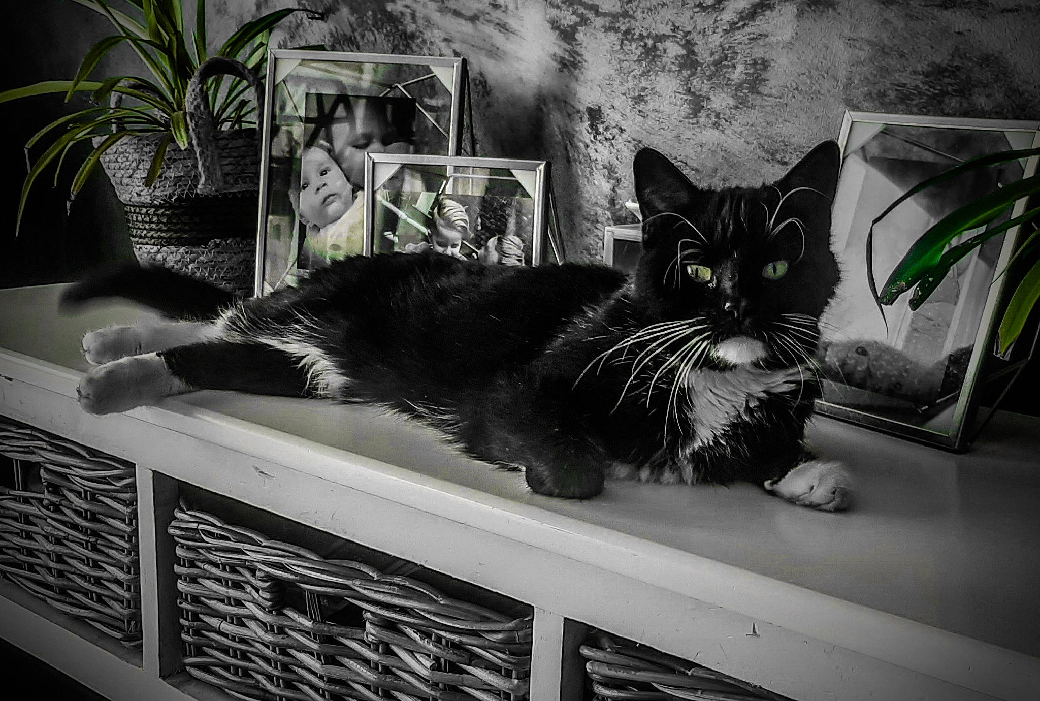 Noussa participe au concours pour gagner de l'argent avec cette photo : black_and_white, carnivore, cat, comfort, domestic_short_haired_cat, felidae, flowerpot, fur, grass, houseplant, monochrome, monochrome_photography, photography, plant, room, small_to_medium_sized_cats, style, tail, whiskers, window