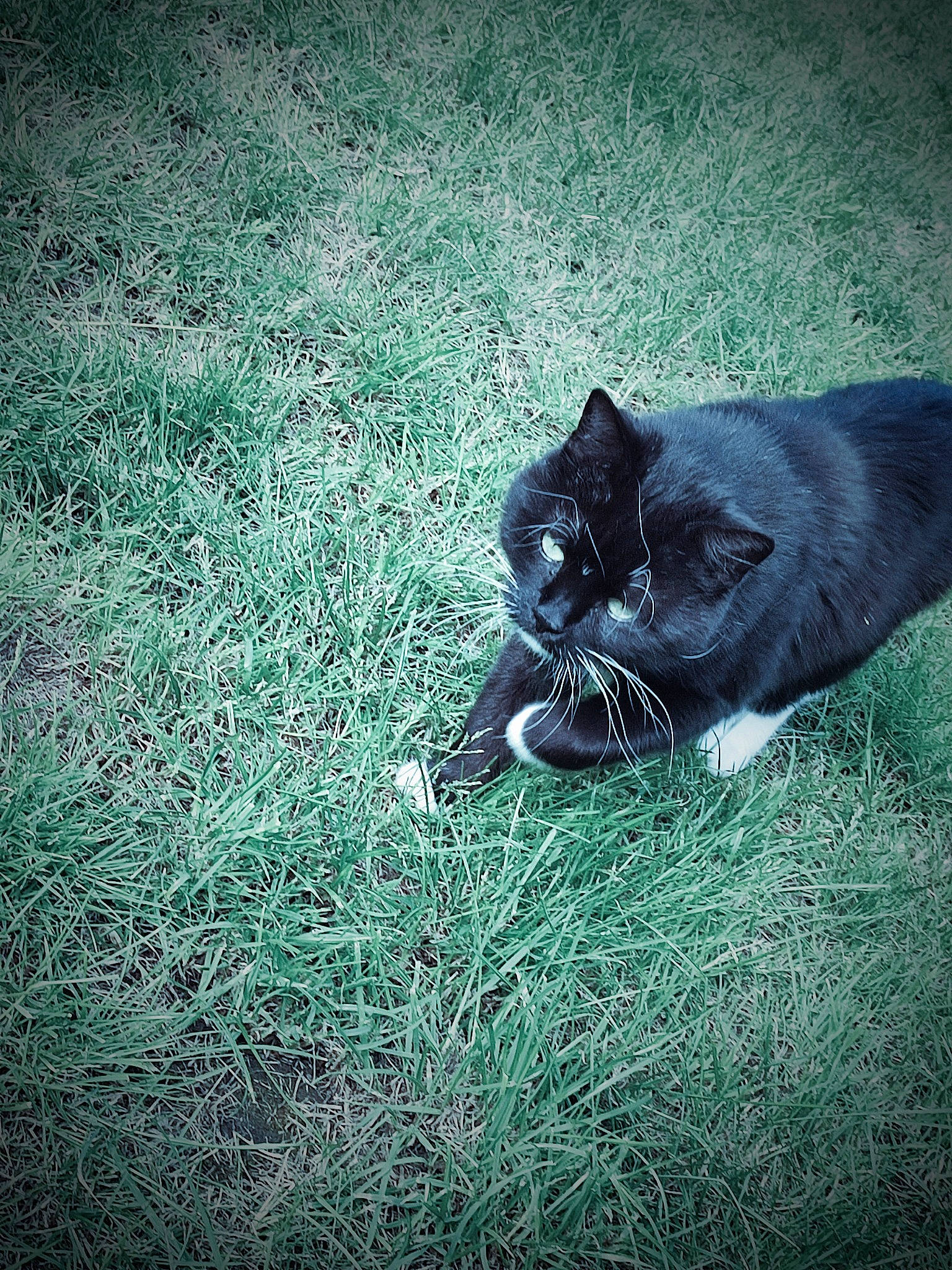 Noussa participe au concours pour gagner de l'argent avec cette photo : black_cat, carnivore, cat, darkness, domestic_short_haired_cat, felidae, flooring, foot, fur, grass, groundcover, human_leg, plant, shadow, small_to_medium_sized_cats, soil, tail, terrestrial_animal, tints_and_shades, whiskers